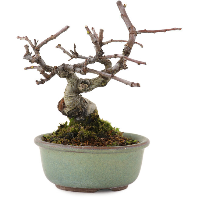 Pseudocydonia sinensis, 11,5 cm, ± 15 years old