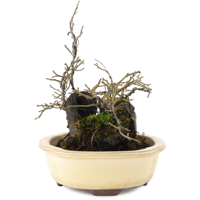 Diospyros kaki, 19 cm, ± 20 jaar oud