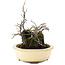 Diospyros kaki, 19 cm, ± 20 years old