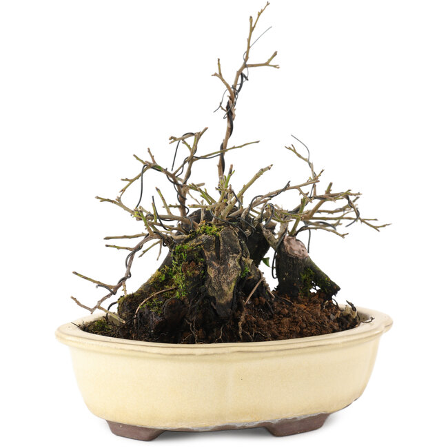 Diospyros kaki, 19 cm, ± 20 Jahre alt