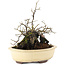 Diospyros kaki, 19 cm, ± 20 years old