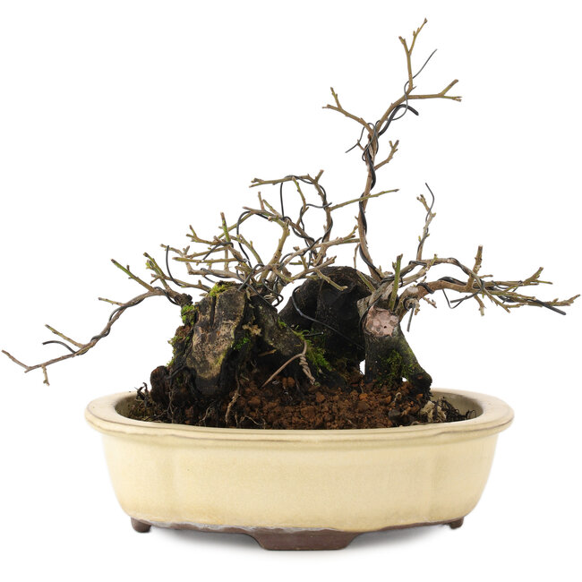 Diospyros kaki, 19 cm, ± 20 anni