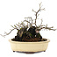 Diospyros kaki, 19 cm, ± 20 years old