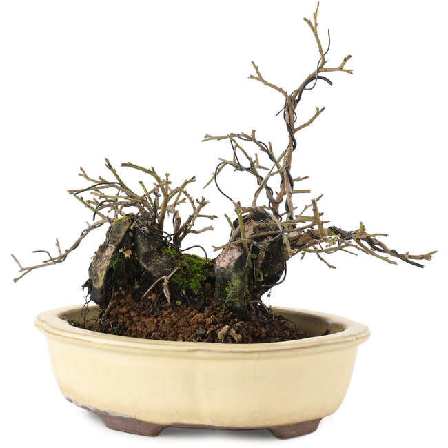 Diospyros kaki, 19 cm, ± 20 ans