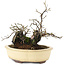 Diospyros kaki, 19 cm, ± 20 years old