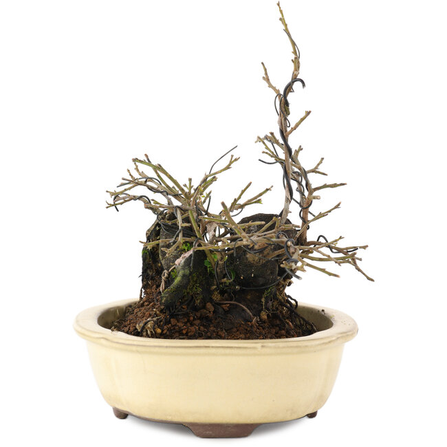 Diospyros kaki, 19 cm, ± 20 jaar oud