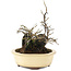 Diospyros kaki, 19 cm, ± 20 years old