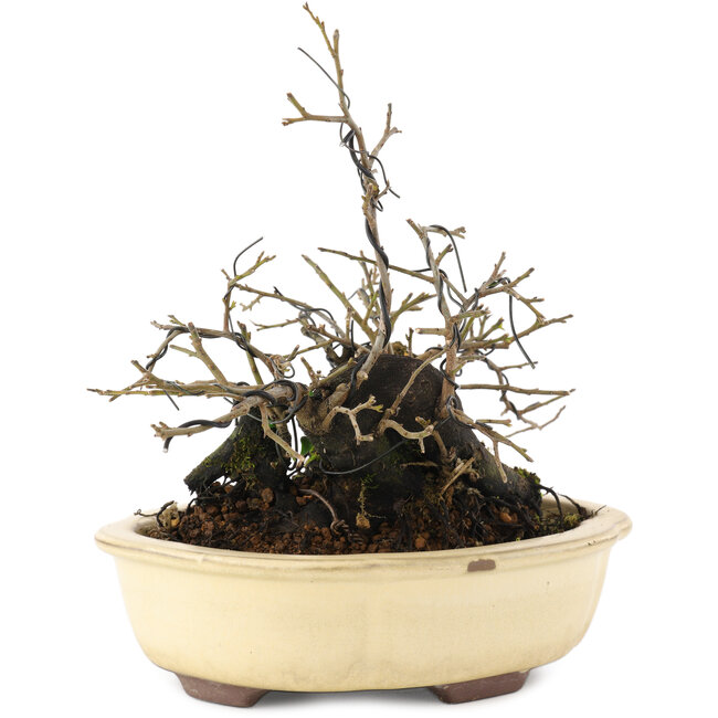 Diospyros kaki, 19 cm, ± 20 Jahre alt