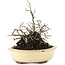 Diospyros kaki, 19 cm, ± 20 years old
