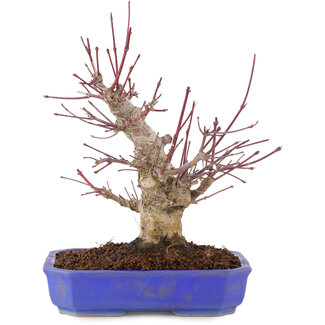 Acer palmatum, 23 cm, ± 15 años