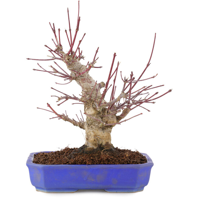 Acer palmatum, 23 cm, ± 15 jaar oud