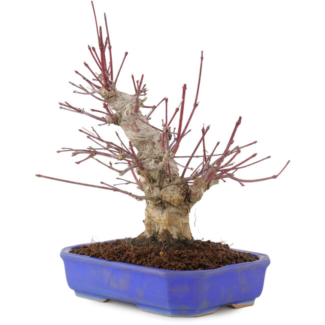 Acer palmatum, 23 cm, ± 15 años