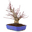 Acer palmatum, 23 cm, ± 15 ans