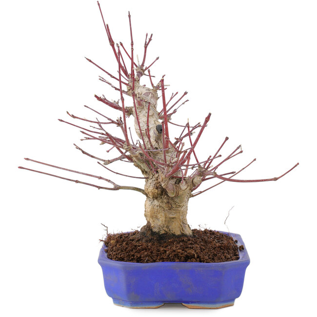 Acer palmatum, 23 cm, ± 15 anni