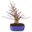 Acer palmatum, 23 cm, ± 15 años
