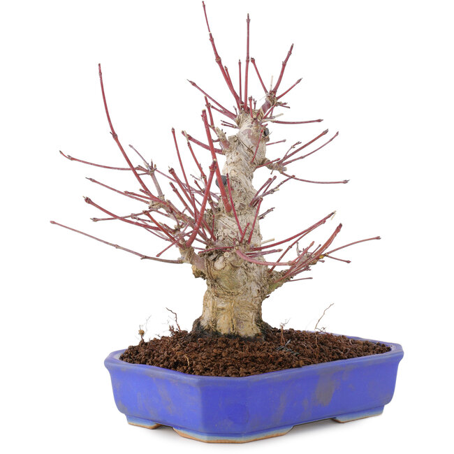 Acer palmatum, 23 cm, ± 15 ans