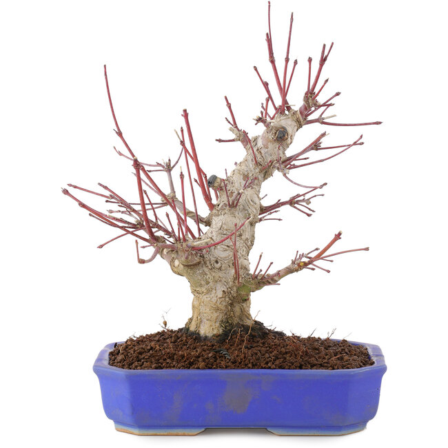 Acer palmatum, 23 cm, ± 15 jaar oud