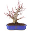 Acer palmatum, 23 cm, ± 15 anni