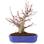 Acer palmatum, 23 cm, ± 15 años
