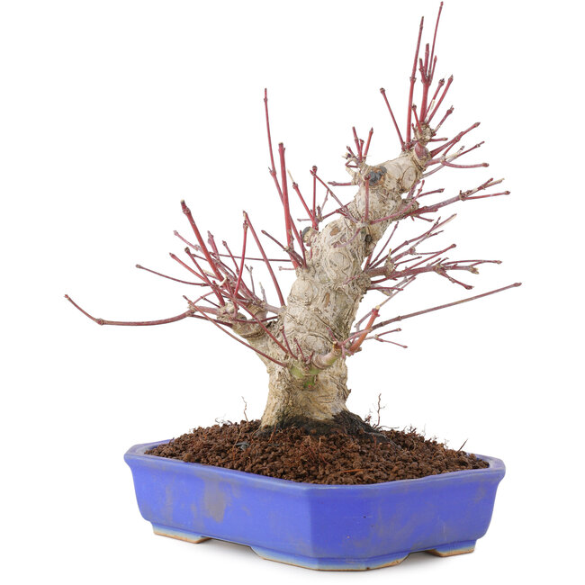 Acer palmatum, 23 cm, ± 15 años