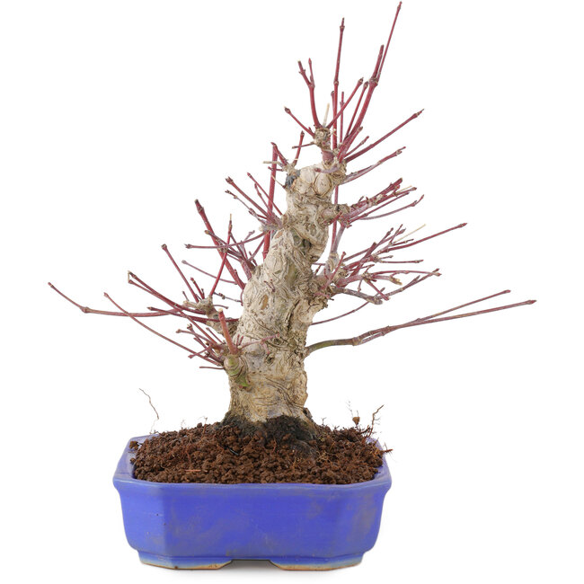 Acer palmatum, 23 cm, ± 15 años