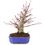 Acer palmatum, 23 cm, ± 15 anni