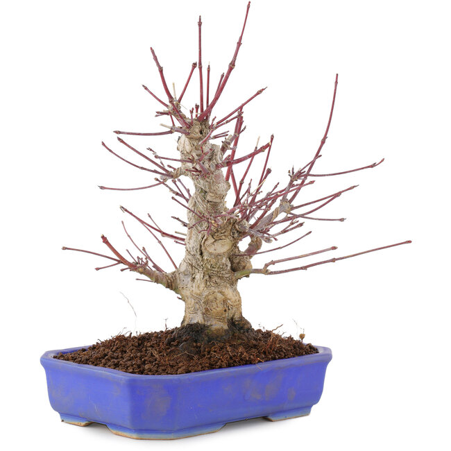 Acer palmatum, 23 cm, ± 15 jaar oud