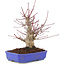 Acer palmatum, 23 cm, ± 15 ans