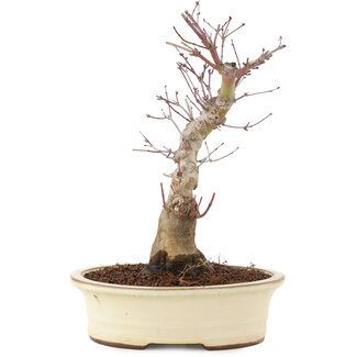 Acer palmatum, 27 cm, ± 10 jaar oud