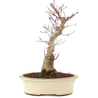 Acer palmatum, 27 cm, ± 10 Jahre alt