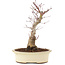Acer palmatum, 27 cm, ± 10 Jahre alt
