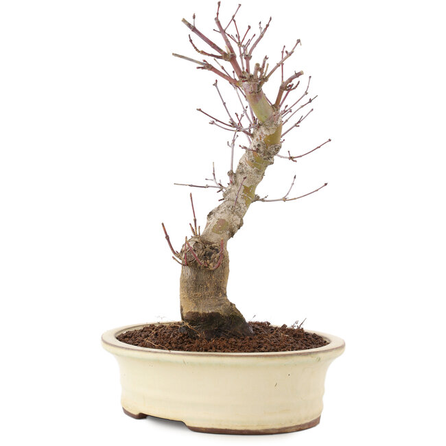 Acer palmatum, 27 cm, ± 10 años