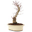 Acer palmatum, 27 cm, ± 10 Jahre alt