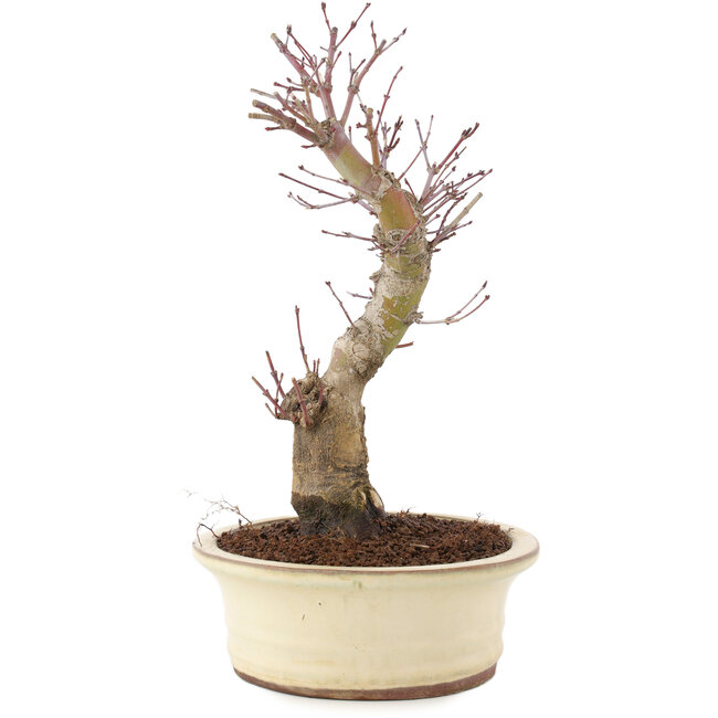 Acer palmatum, 27 cm, ± 10 jaar oud