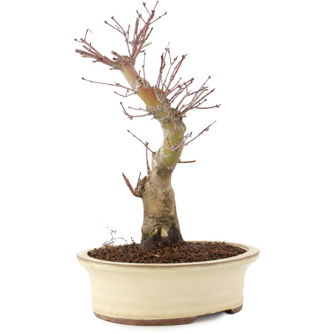 Acer palmatum, 27 cm, ± 10 years old