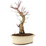Acer palmatum, 27 cm, ± 10 Jahre alt