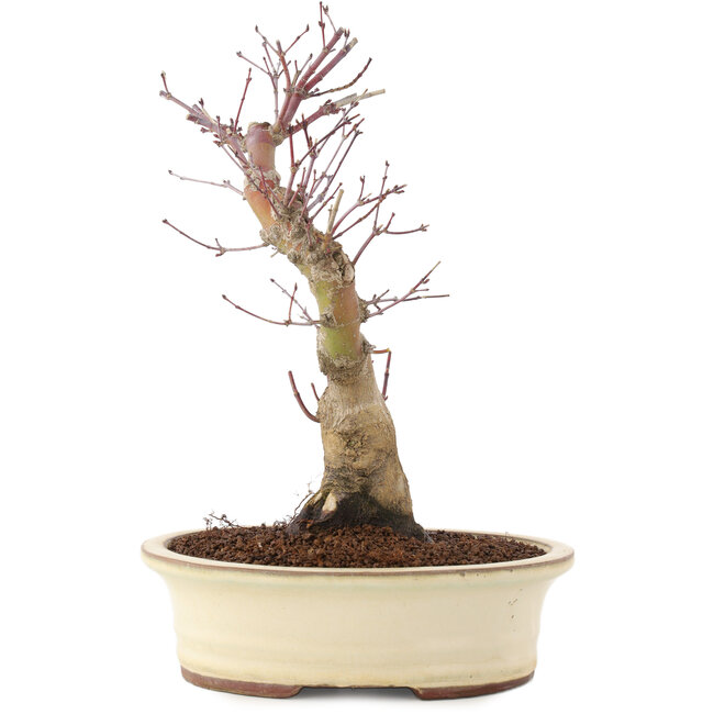 Acer palmatum, 27 cm, ± 10 anni