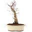 Acer palmatum, 27 cm, ± 10 anni