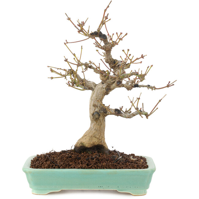 Acer palmatum, 26 cm, ± 20 años