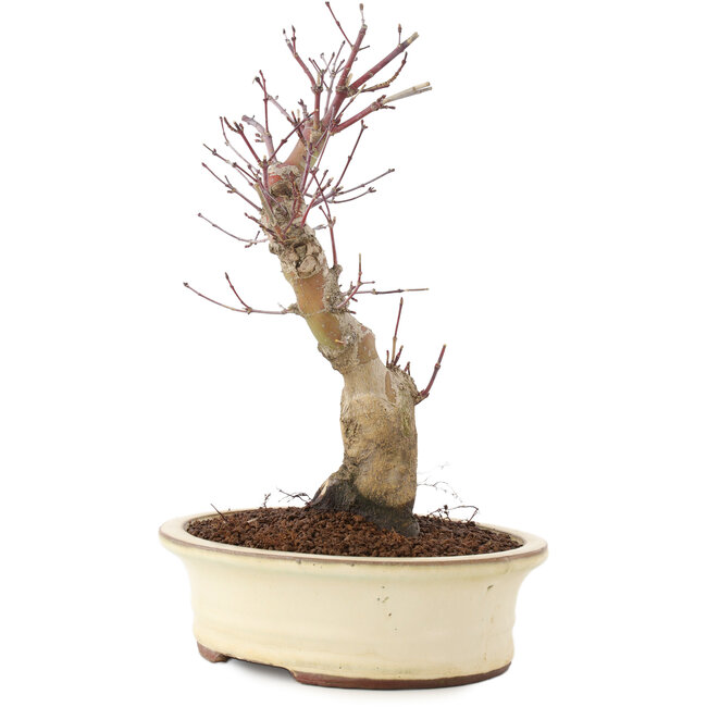 Acer palmatum, 27 cm, ± 10 Jahre alt