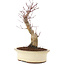 Acer palmatum, 27 cm, ± 10 jaar oud