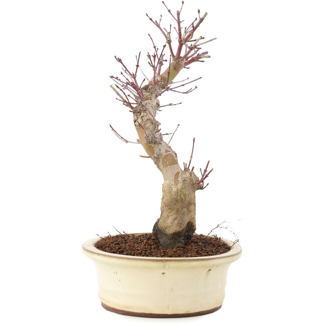 Acer palmatum, 27 cm, ± 10 años