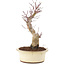 Acer palmatum, 27 cm, ± 10 anni