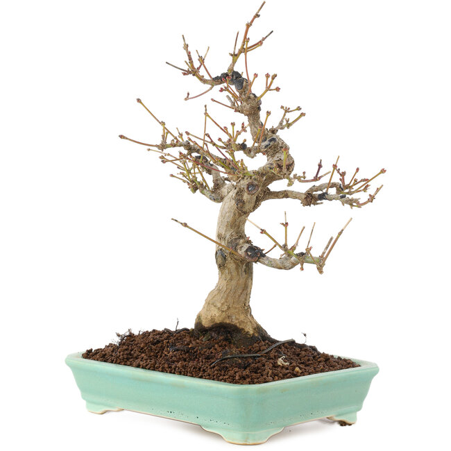 Acer palmatum, 26 cm, ± 20 years old