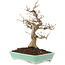 Acer palmatum, 26 cm, ± 20 ans