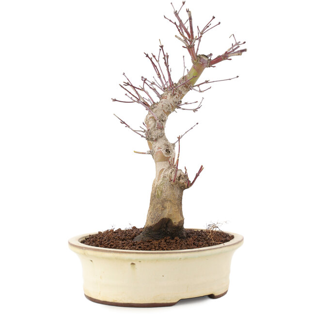 Acer palmatum, 27 cm, ± 10 jaar oud