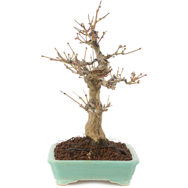 Acer palmatum, 26 cm, ± 20 jaar oud
