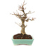 Acer palmatum, 26 cm, ± 20 anni