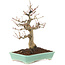 Acer palmatum, 26 cm, ± 20 ans