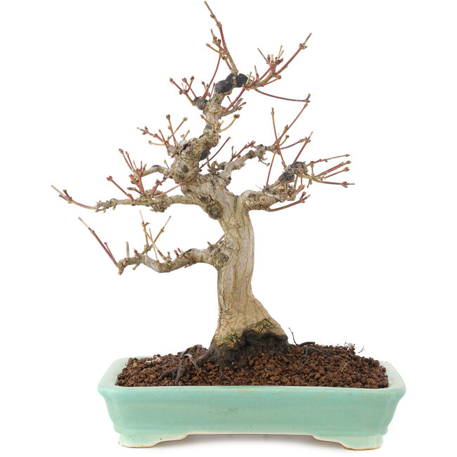 Acer palmatum, 26 cm, ± 20 Jahre alt